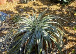 Hechtia mooreana - Marie Selby Botanical Gardens - Sarasota, Florida - DSC01291.jpg