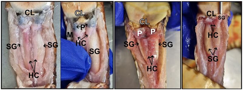 File:Hemiclitorises and scent glands in three elapid snakes.jpg