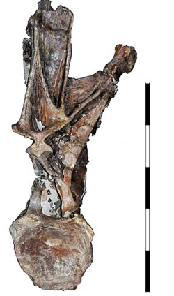Histriasaurus vertebra.png