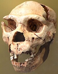 Homo heildebergensis. Museo de Prehistoria de Valencia.jpg