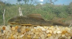 Hypostomus pusarum.jpg