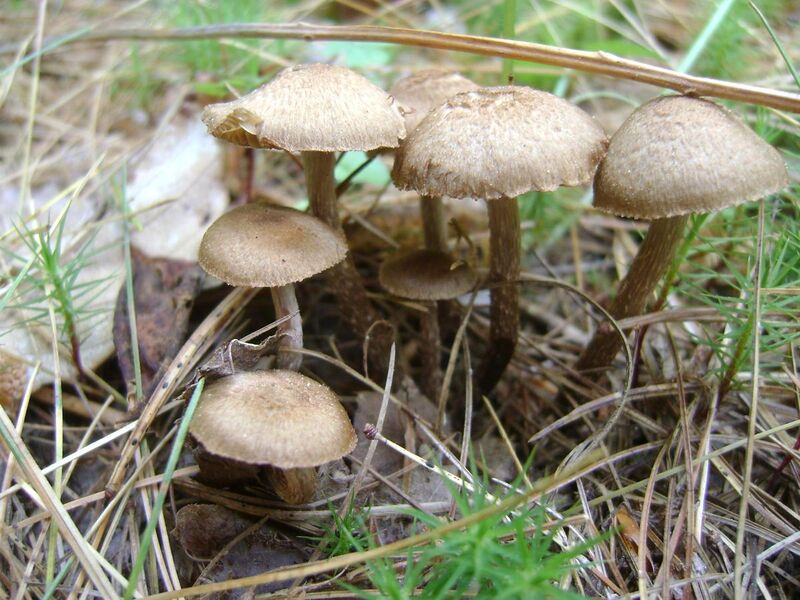 File:Inocybe calamistrata 47835.jpg