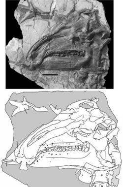 Jinzhousaurus.jpg