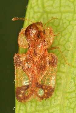 Lace Bug - Corythucha species, Occoquan Bay National Wildlife Refuge, Woodbridge, Virginia.jpg