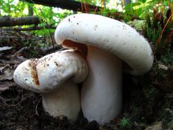 Lactarius deceptivus 50255.jpg