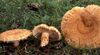 Lactarius mairei 29113.jpg