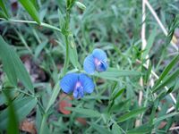 Lathyrus sativus flowers Bangladesh.JPG