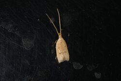 Lecithocera concinna.JPG