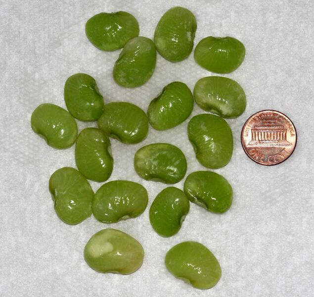File:Lima beans.jpg