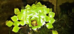 A floating plant with leaves contracted