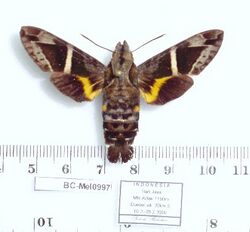 Macroglossum stevensi (Indonesia, Irian Jaya, Arfak Mts, Duebei vill.) (BC-Mel0997) (T. Melichar) male upperside.jpg