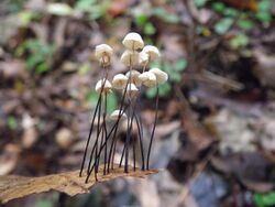 Marasmius capillaris 59405.jpg