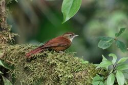 Margarornis rubiginosus Monteverde.jpg