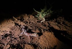 Marico gecko at night (Pachydactylus mariquensis).jpg