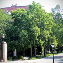 Mature Hackberry (Celtis occidentalis), Chicago, IL.jpg