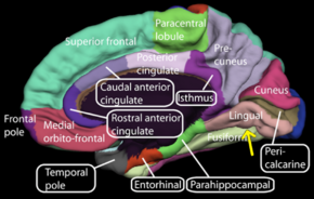 Medial surface of cerebral cortex - lingual gyrus.png
