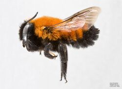 Megachile semirufa Female.jpg