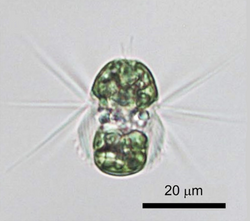 Mesodinium species.png