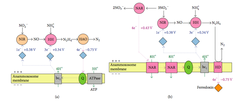 File:Metabolic pathways.png