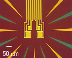 Image of four tungsten transition-edge sensors.