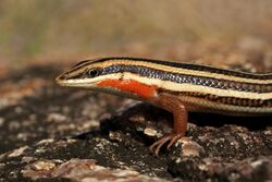 Nagarjuna sagar Skink.jpg