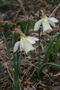 Narcissus pseudonarcissus subsp. moschatus.JPG