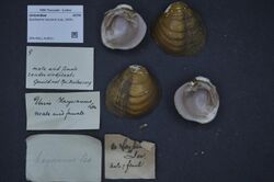 Naturalis Biodiversity Center - ZMA.MOLL.418521 - Epioblasma haysiana (Lea, 1834) - Unionidae - Mollusc shell.jpeg