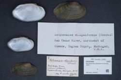 Naturalis Biodiversity Center - ZMA.MOLL.419383 - Venustaconcha ellipsiformis (Conrad, 1836) - Unionidae - Mollusc shell.jpeg
