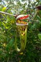 Nepenthes cincta.jpg