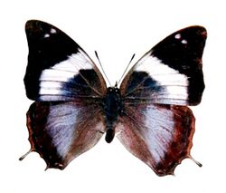 Novitates Zoologicae1900PlateXII, Charaxes manica, ♀.jpg