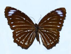 Nymphalidae - Elymnias nesaea.JPG