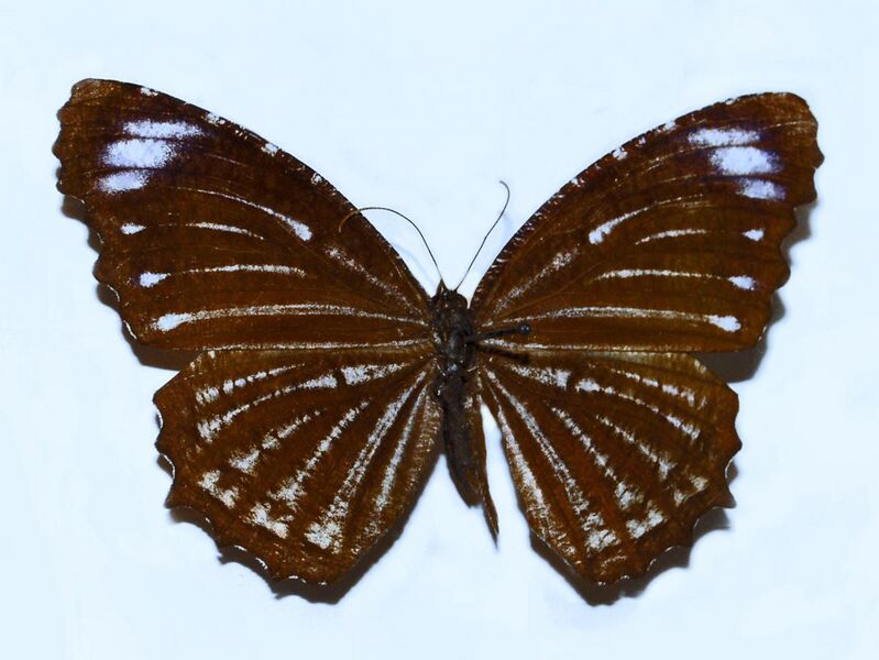 File:Nymphalidae - Elymnias nesaea.JPG