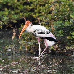 Photo of white stork with bald red head