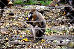 Mandrills behind a fence eating fruit