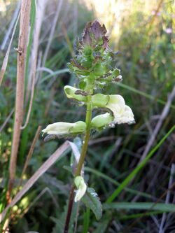 Pedicularis lanceolata.jpg