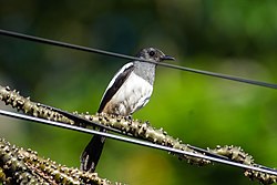 Philippine Magpie Robin.jpg