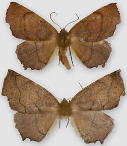Phyllodonta esperanza male (top) female (bottom).jpg