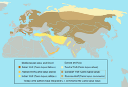 Present distribution of Eurasian Wolf Canis lupus lupus.png