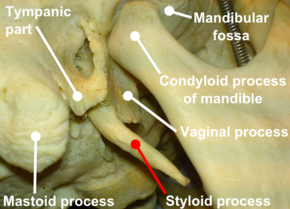 Processus styloideus (close) with label.png