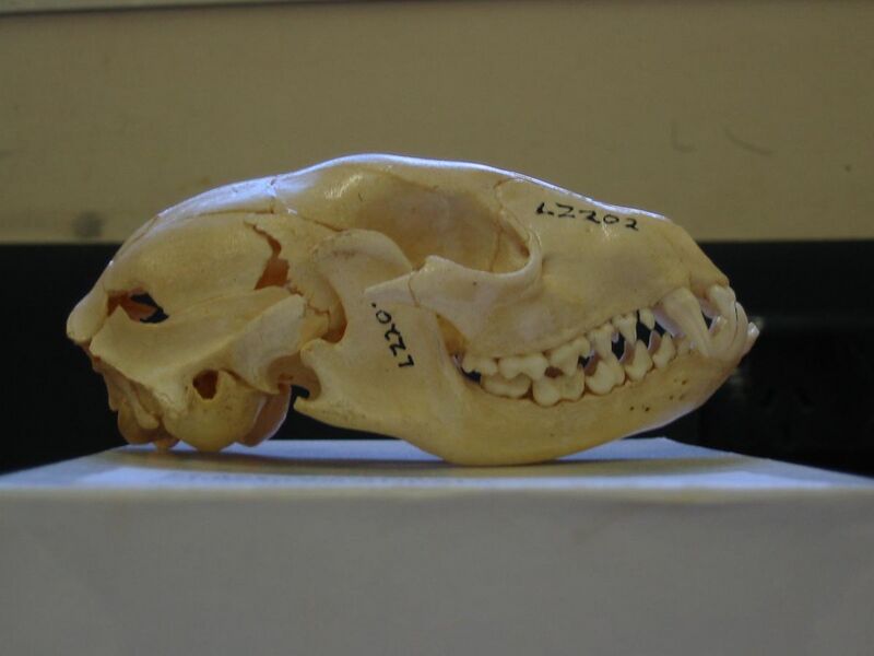 File:Raccoon skull Pengo.jpg