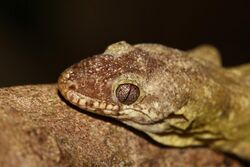 Rhacodactylus trachycephalus head.jpg