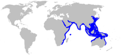 Rhina ancylostoma rangemap.png