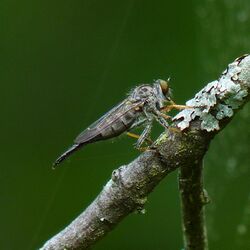 Robber fly (Neoitamus flavofemoratus) (8980234943).jpg
