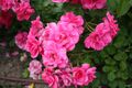 Rosa Pink La Sevillana - Francia - Ramo (11982122895).jpg