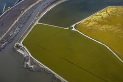 This image depicts three salt ponds adjacent to each other, ranging in color from deep green to mustard yellow.