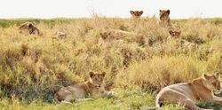 Serengeti National Park, Tanzania - panoramio (4).jpg