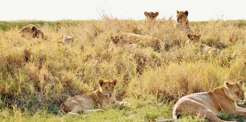File:Serengeti National Park, Tanzania - panoramio (4).jpg