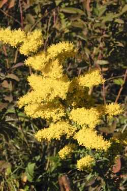 Solidago nemoralis 3.jpg