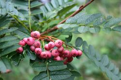 Sorbus vilmorinii JPG1a.jpg