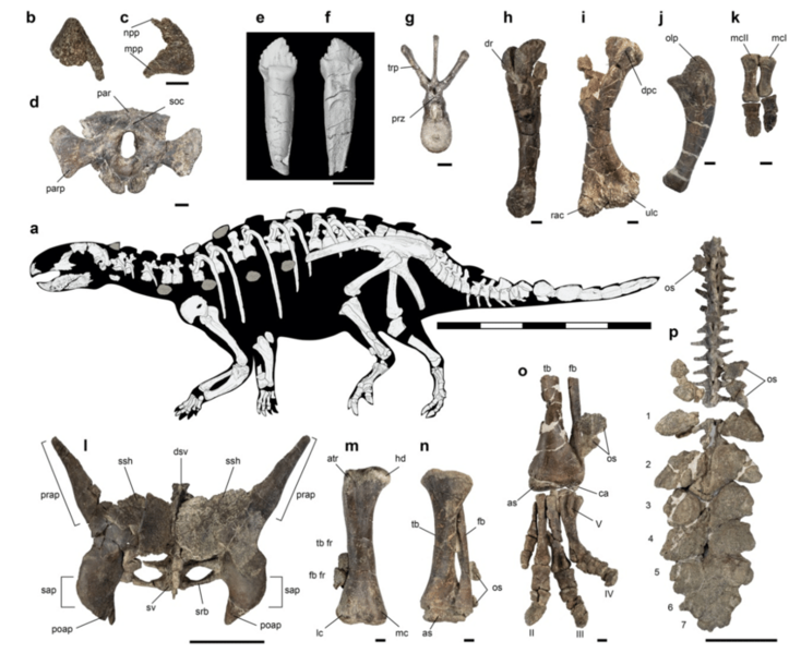 File:Stegouros elengassen holotype and skeletal.png